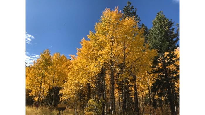 sct-autumn